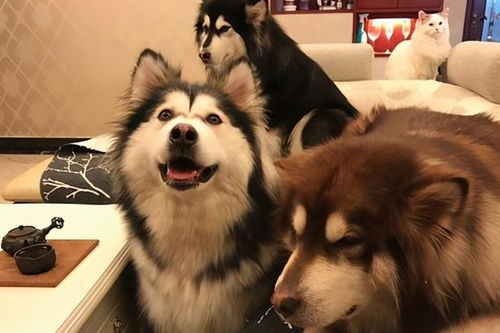 阿拉斯加犬喂什么最好