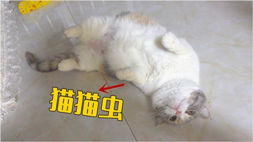 怎么断定母猫怀孕了