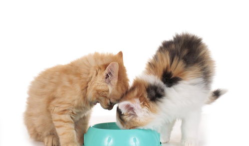 宠物猫喂人吃的食物