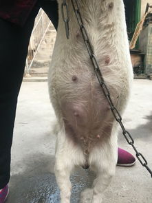 狗狗多久生娃
