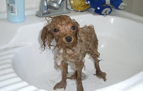 泰迪犬多久洗澡一次