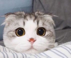 猫咪换猫粮又拉又吐