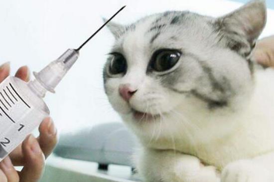 猫打疫苗在哪里打-