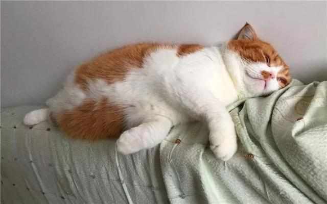 猫多久能长胖十斤