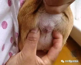 幼犬多久挤肛门腺