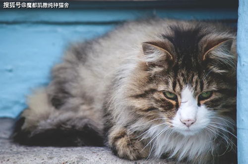 猫咪能活多久啊