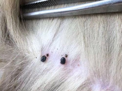 狗狗体内有些什么虫