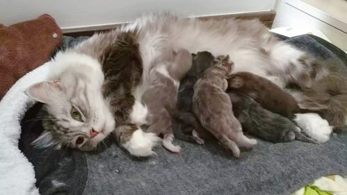 母猫产后产道流血