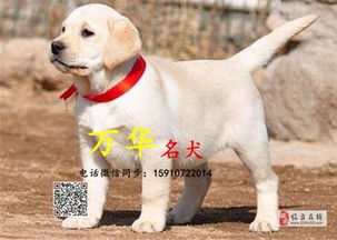 拉布拉多幼犬体重表