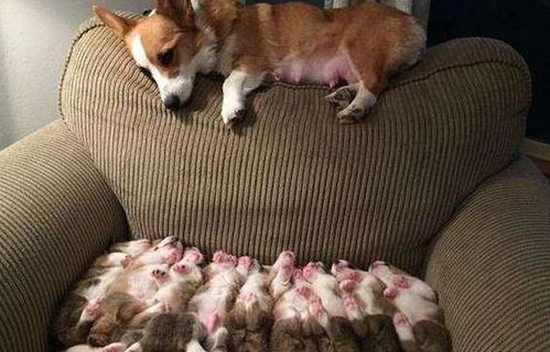 幼犬体外驱虫后多久可以打疫苗