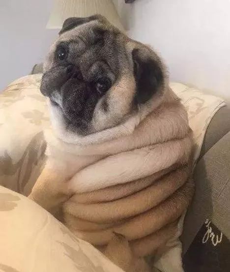 狗狗为什么发胖