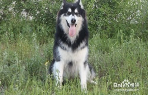 阿拉斯加犬幼犬怎样喂养