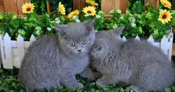 母蓝猫怎么养