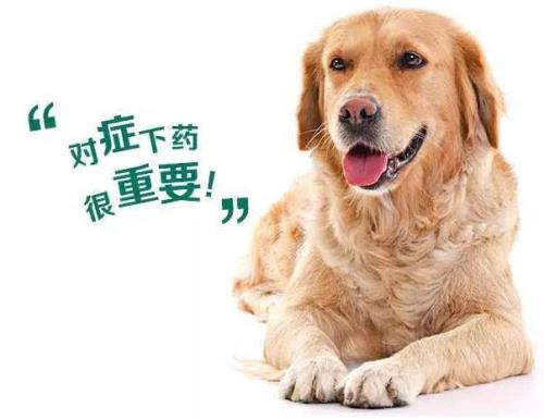 狗驱虫多久后能洗澡