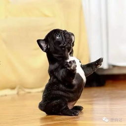 小狗犬瘟后期症状