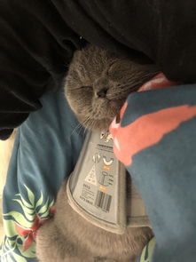猫咪绝育后多长时间拆线