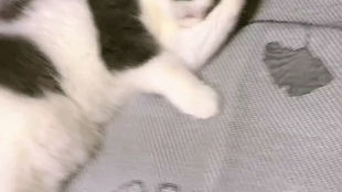 猫产后感染症状
