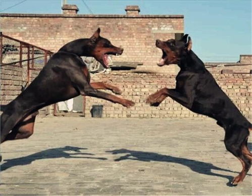 大型猛犬排名前十的狗