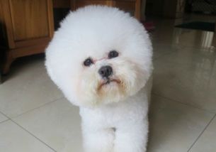 比熊犬吃什么能长胖