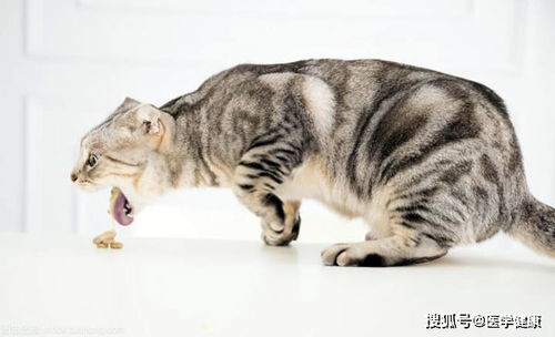 猫的致命病都有哪些