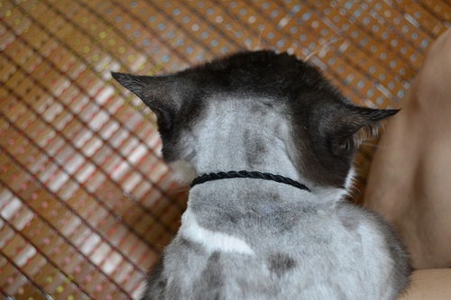 给猫剃毛有什么影响