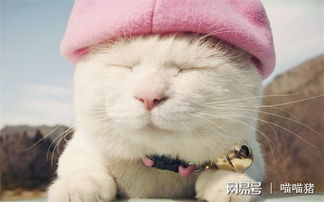 猫罐头打开之后能放多久