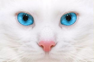 蓝眼睛的猫有哪些名字