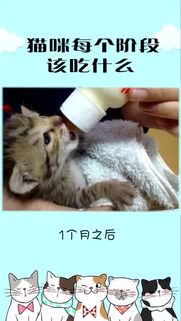 小猫不同阶段吃什么