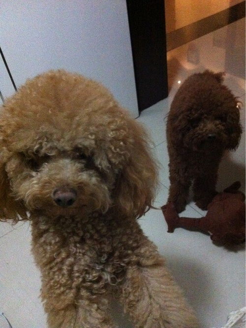 跟泰迪很像的狗叫什么