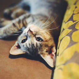 小猫口吐白沫精神萎靡