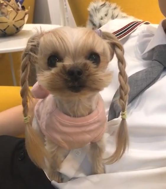 什么狗可以扎辫子