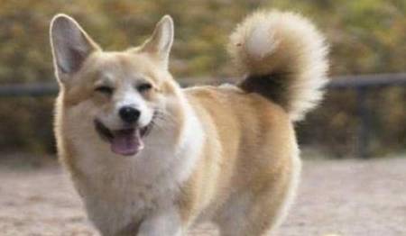 什么狗要断尾剪耳朵