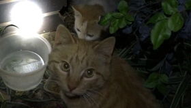 小猫多久离开母猫独立