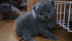 英短蓝猫长的快吗
