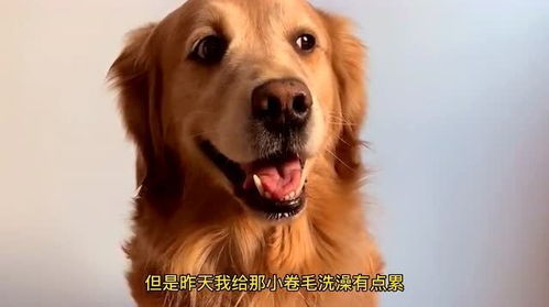 金毛一般多久洗澡