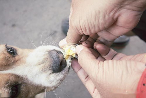 狗吃打虫药后多久吃饭