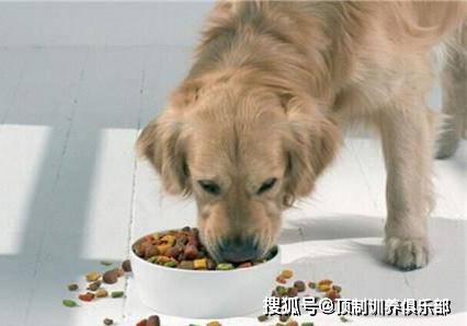 狗一天吃多少斤