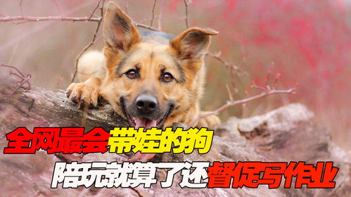 狗护崽多长时间