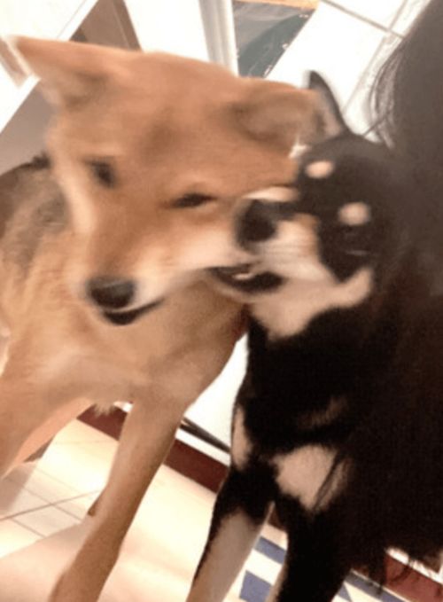 狗多久生宝宝怀孕几个月