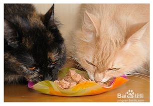 怎样给猫咪换猫粮