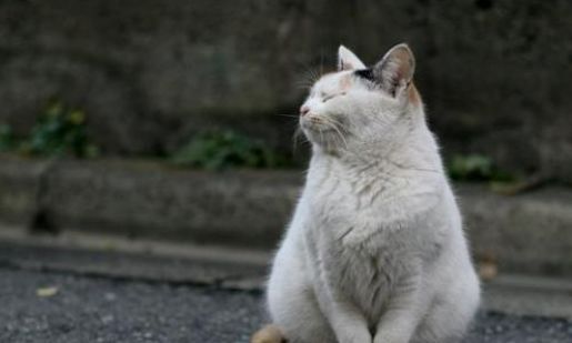 给猫喂人吃的饭行吗