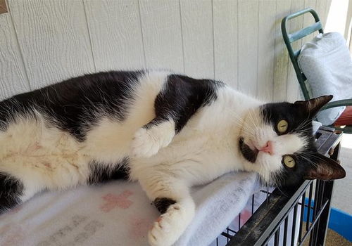 猫得哪些病会传染人