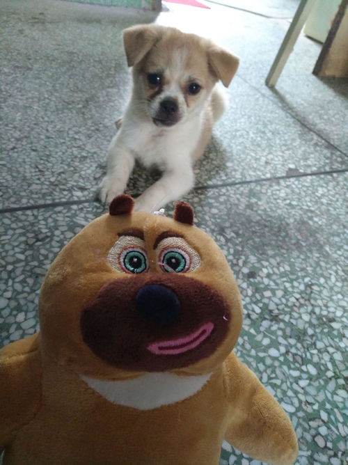 狗狗犬瘟食欲很好