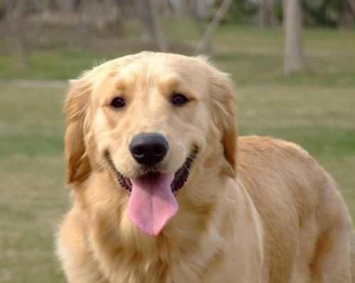 金毛犬成年体重多少