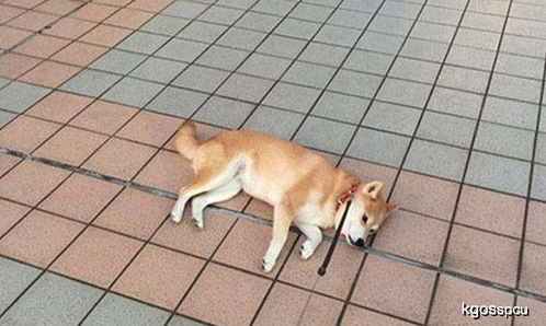 怎么让狗不怕狗