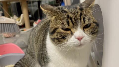 小猫多久会拉粑粑