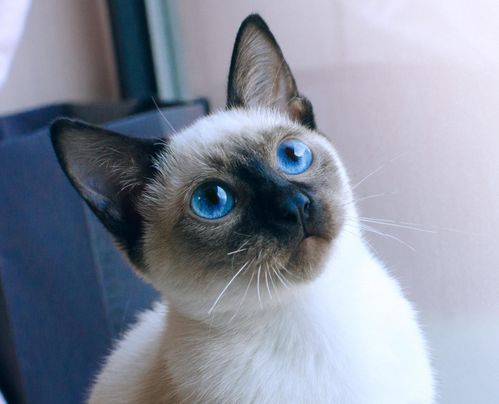 暹罗猫都有哪些颜色带