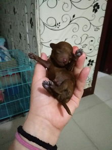 幼犬出生多久开始吃奶