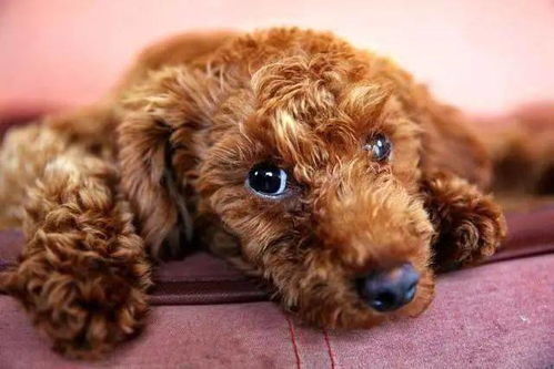 贵宾犬养多久才会认主