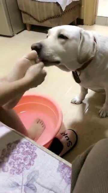 狗狗一直咬脚脚